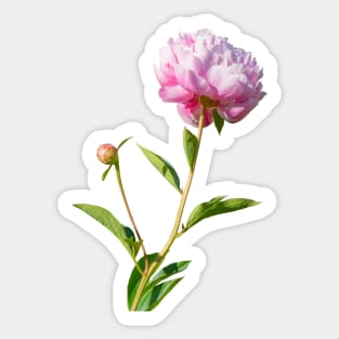 Big pink peony 2 Sticker